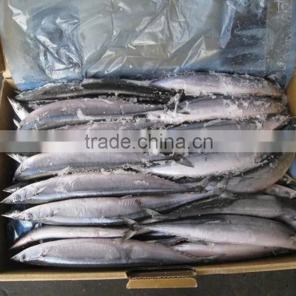 Frozen Saury photo-5