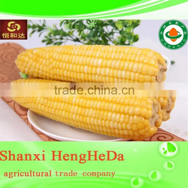 China Products Yellow Corn photo-2
