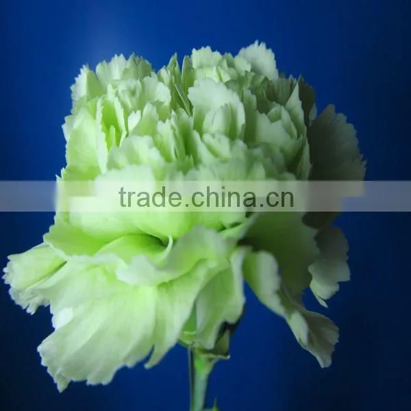 Factory Supply Fresh Cut Flower Carnations Flowers Export Wholesale photo-6