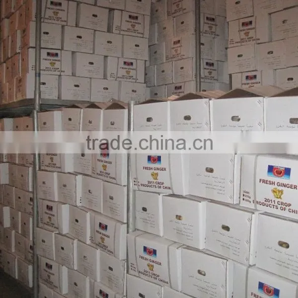 Export Good Quality Fresh Ginger photo-2