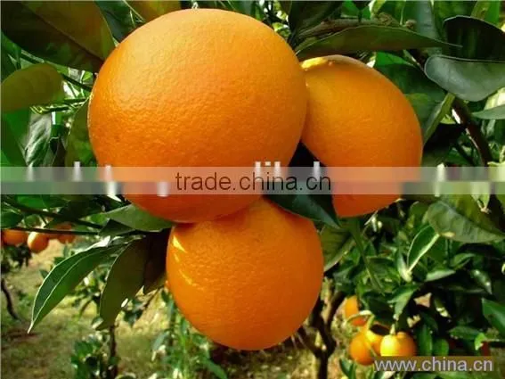 New Crop Fresh Navel Orange From Best Food
