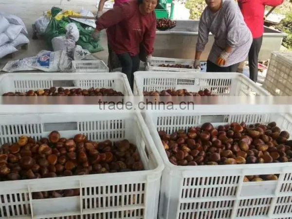 Fresh Chestnut