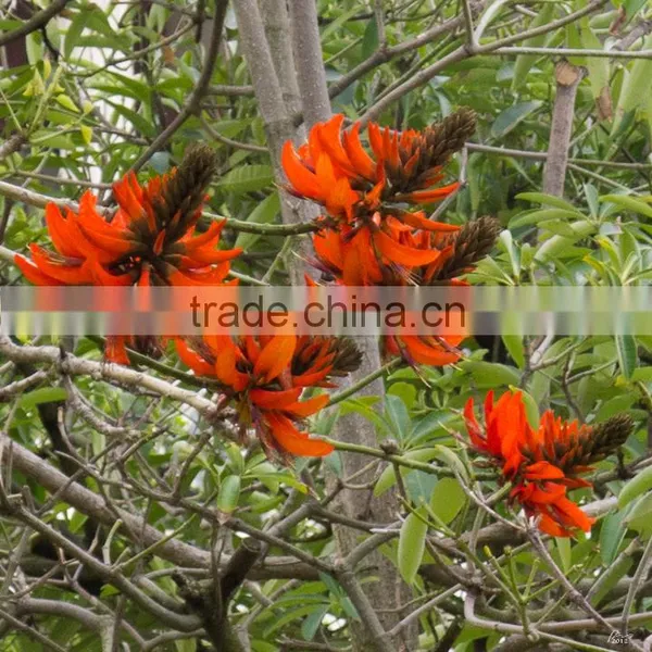 Erythrina Crista-galliLinn. photo-6
