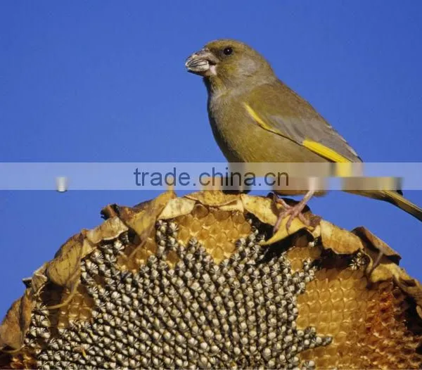 Bird Food Sunflower Seeds For Bird