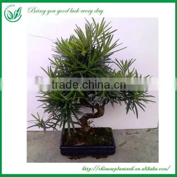 Ficus Mini Bonsai photo-6