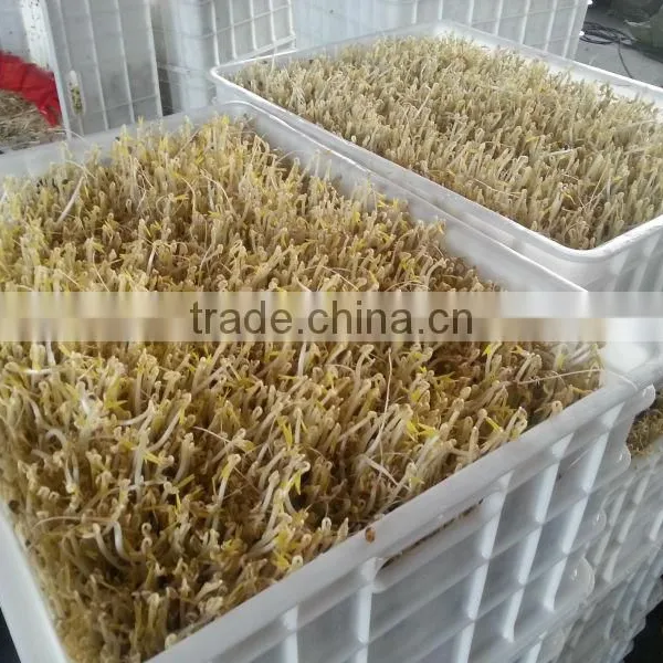 Full Automatic Hydroponic Organic Bean Sprouts Machine photo-6