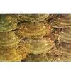 Swimming Crab