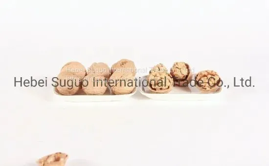 185 Yunnan 33 XIN2 Walnut/China Walnut/Chinese Walnut Vs Chile America Walnut photo-3