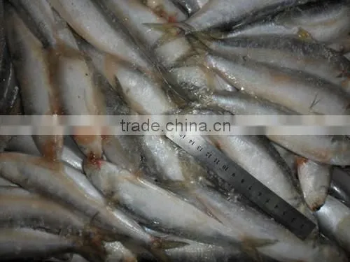Frozen Sardine for Tuna Bait 140-200pcs photo-4