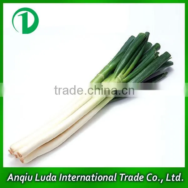 Fresh Welsh Onion