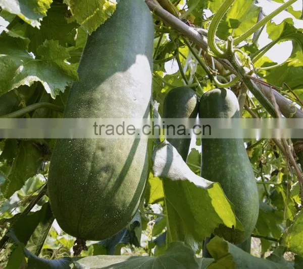 Chinese Fresh Winter Melon Fresh Wax Gourd Export photo-3