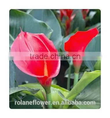 Real Natural Fresh Red Wine Color Calla Lily Flowers in Kunming photo-3