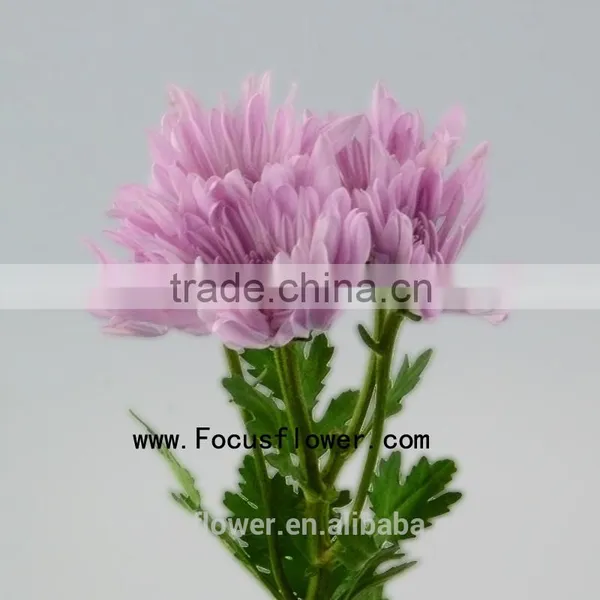 For Christmas Decoration Chrysanthemum Plant With 10 Stems/Bundle Autumn Chrysanthemum Flower With 0.5kg/Bundle Chrysanthemum Pi photo-2