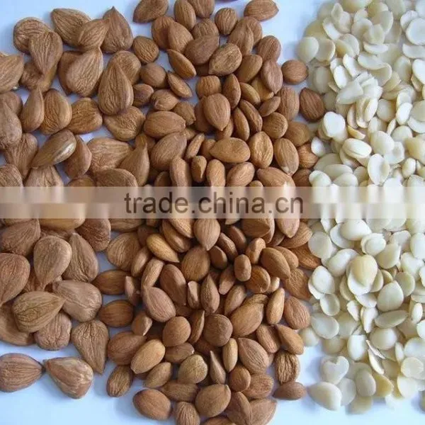 Blanched Apricot Kerenels(almond) Flakes in China photo-6