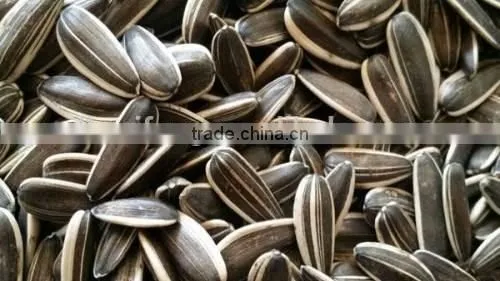 Best Cheap Sunflower Seed 601 photo-3