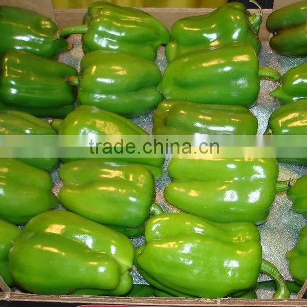 Capsicum photo-6