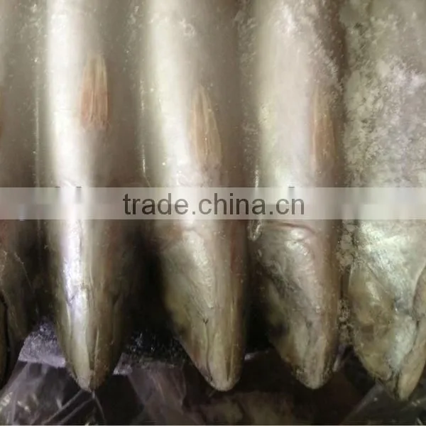 Frozen Whole Round Mackerel Size 200-300g/pcs for Sale photo-2