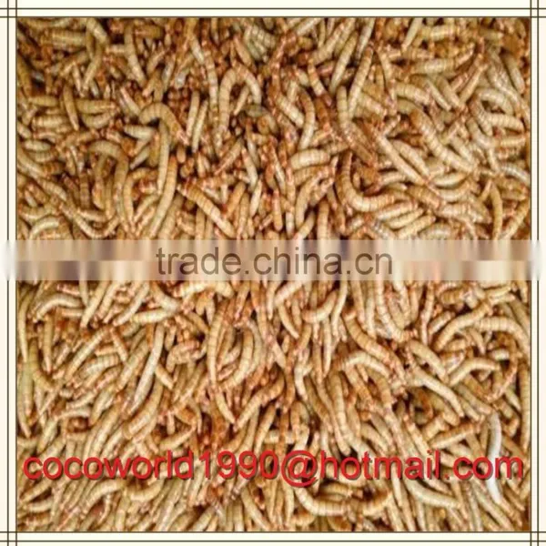 Bird Eating Worm/mealworm Snack/what do Mealworms Like to Eat photo-6