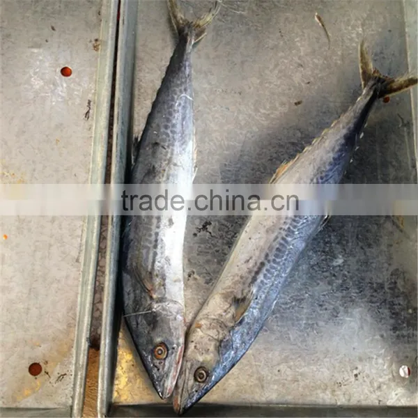 Frozen Spanish Mackerel 300-500G