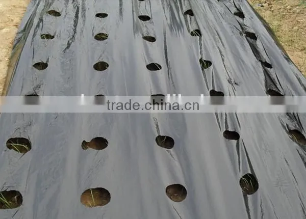 Perforated Black Agricultural Mulch Film for Weed Control photo-4