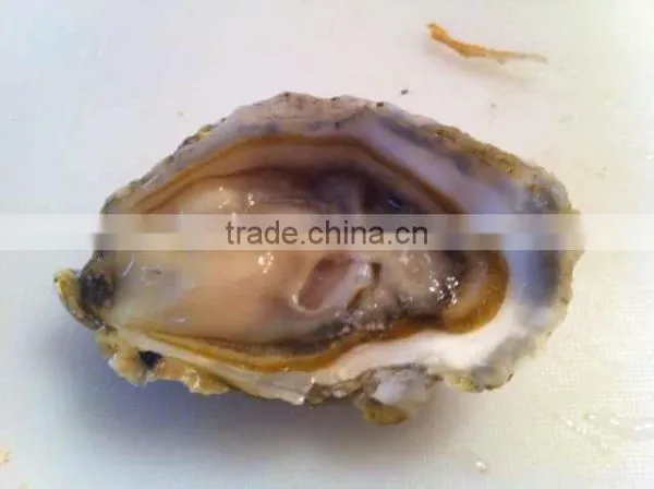 Live Pacific Oyster photo-2