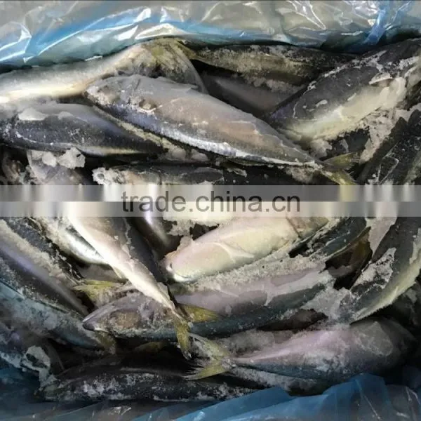 China Cheap China Frozen Fish Pacific Mackerel on With Good Quality photo-2