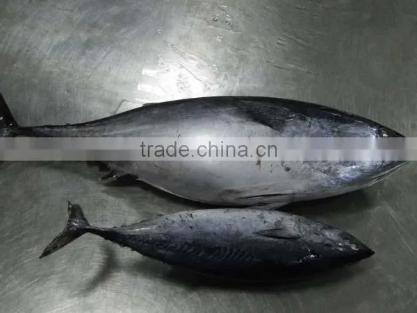 80-100G Bonito for Sale photo-2