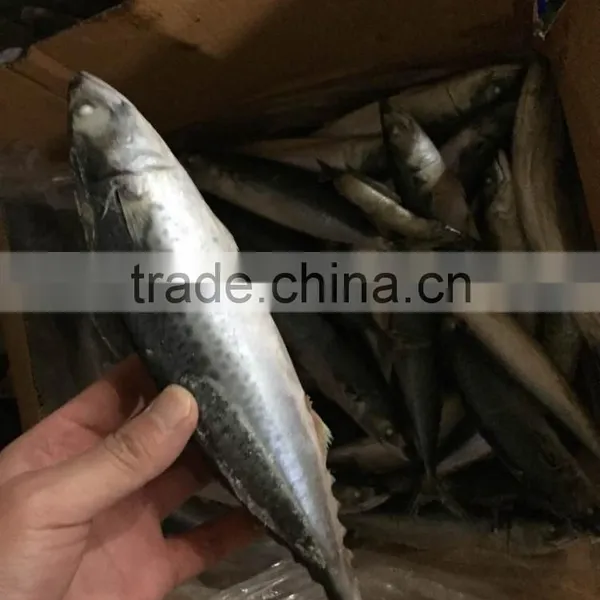 2016 Landing Sea Frozen Mackerel 200-250g photo-2