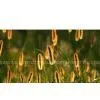 Field Horsetail