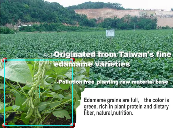 Frozen Shelled Soybeans,shelled Edamame,HACCP,ISO22000,BRC,HALAL,KOSHER photo-2