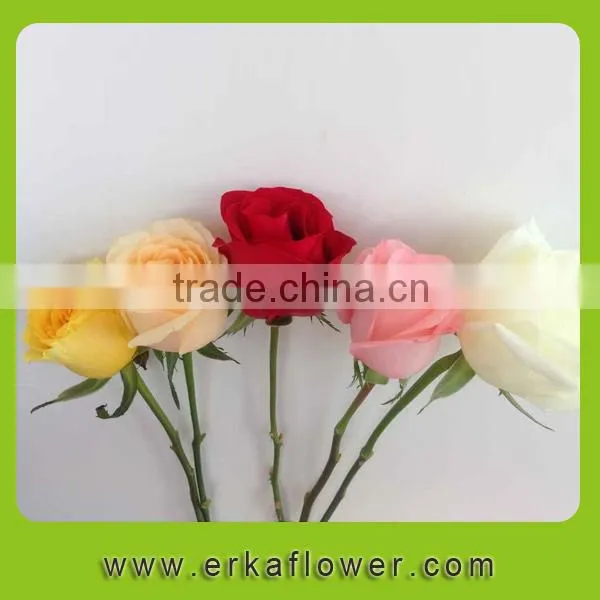 High Quality Hot Selling Factory Direct Sale Importers photo-3