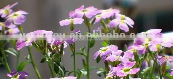Virginia Stock, Malcolmia , Flower Seeds , Herb Seed,vegetalbe Seed,fruit Seed,grass Seed photo-6