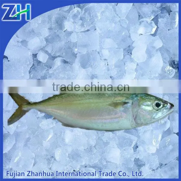 Frozen Jack Mackerel, Hardtail Mackerel