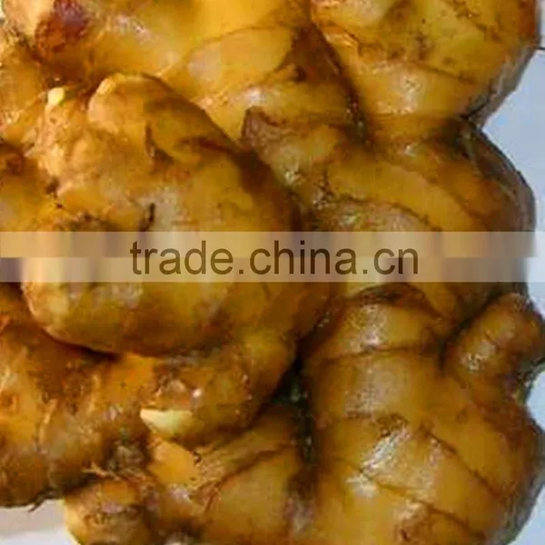 Packed Ginger