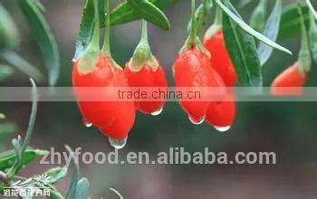 Chinese Dried Wolfberry photo-3