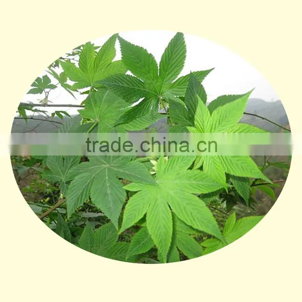 Sweet Tea Health Care Tea Green Tea Extract photo-3
