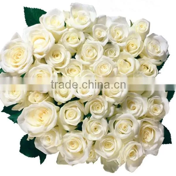 Grade A Fresh Cut Flower Importers photo-6