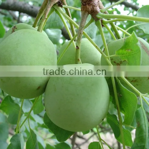 Pura Marula Oils photo-2