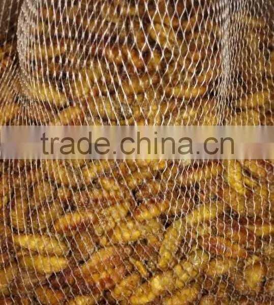 Pollock Fish is a Fish Frozen Silkworm Chrysalis photo-3
