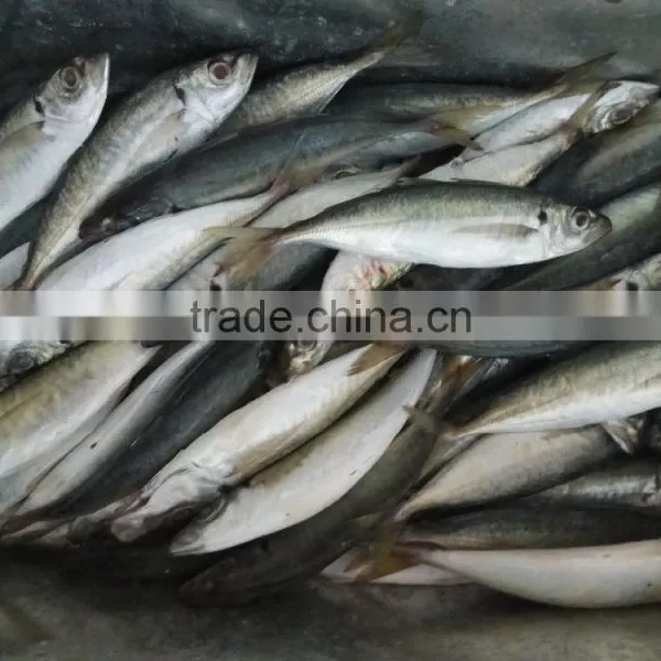 Horse Mackerel Frozen Seafood Small Eye Horse Mackerel Fresh photo-2
