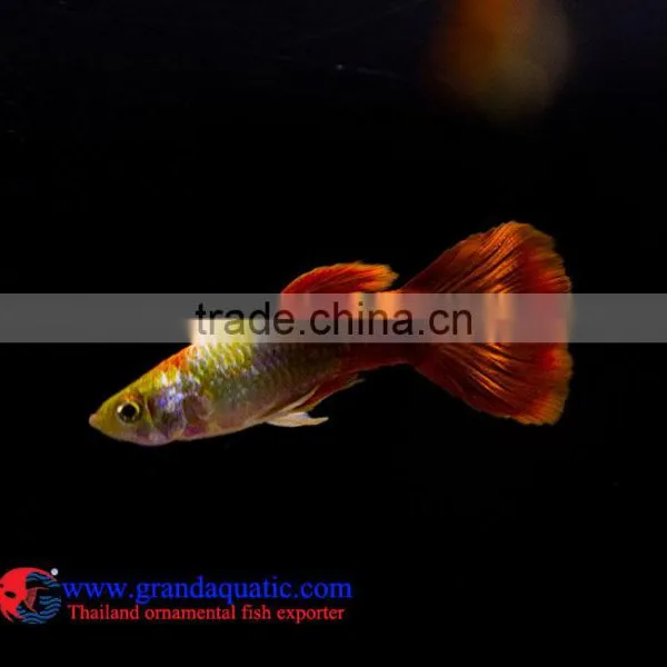 Aquarium Fish Wholesale From Thailand photo-2
