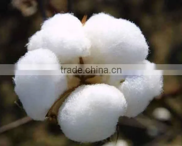 Wholesale High Quality Cheap Pakistan Raw Cotton