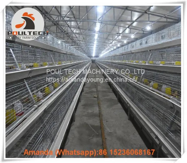 Selling Poultry Farming Baby Chick Cage & Automatic Small Chicken Cage & Pullet Coop With Feed Trough for 5000 Chicks in Chicken Shed in Colombia photo-2