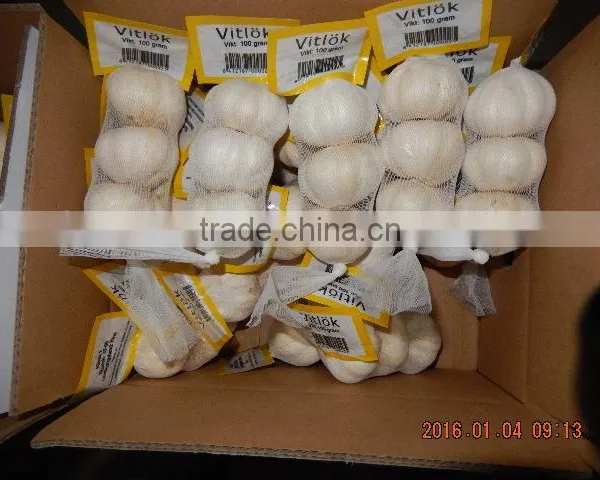GARLIC photo-6