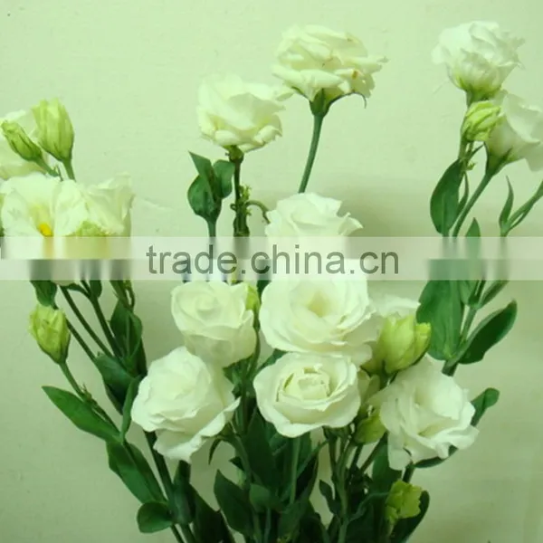 Factory Cheapest Eustoma With Green photo-5