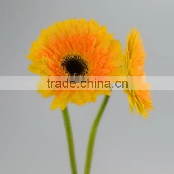 Fresh Cut Champagne Yellow Gerbera photo-4