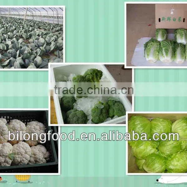 2016 New Crop Fresh Cauliflower (chinese) photo-3