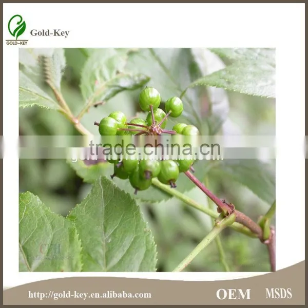 8%-15% Eleutheroside Natural Siberian Ginseng Extract photo-4