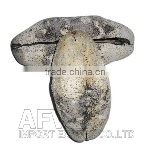 Dried Sea Cucumber, White Teat Fish, Holothuria Fuscogilva photo-3