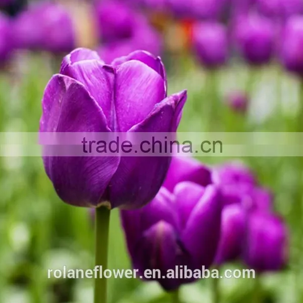 China Direct Wholesale Fresh Cut Flower Tulip for Home Decor photo-3